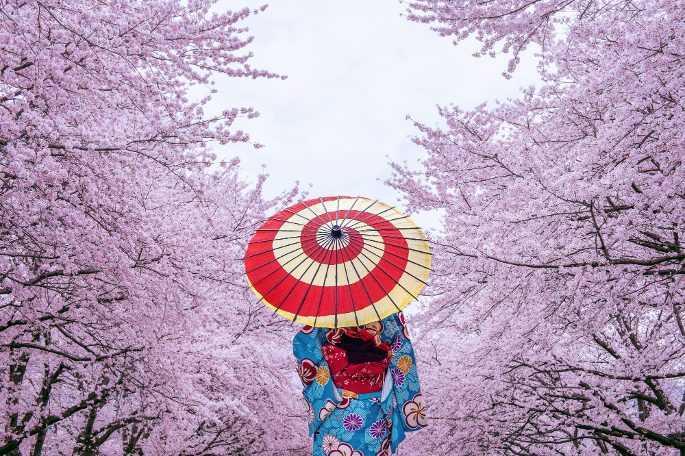 Asian woman wearing japanese traditional kimono and cherry blossom