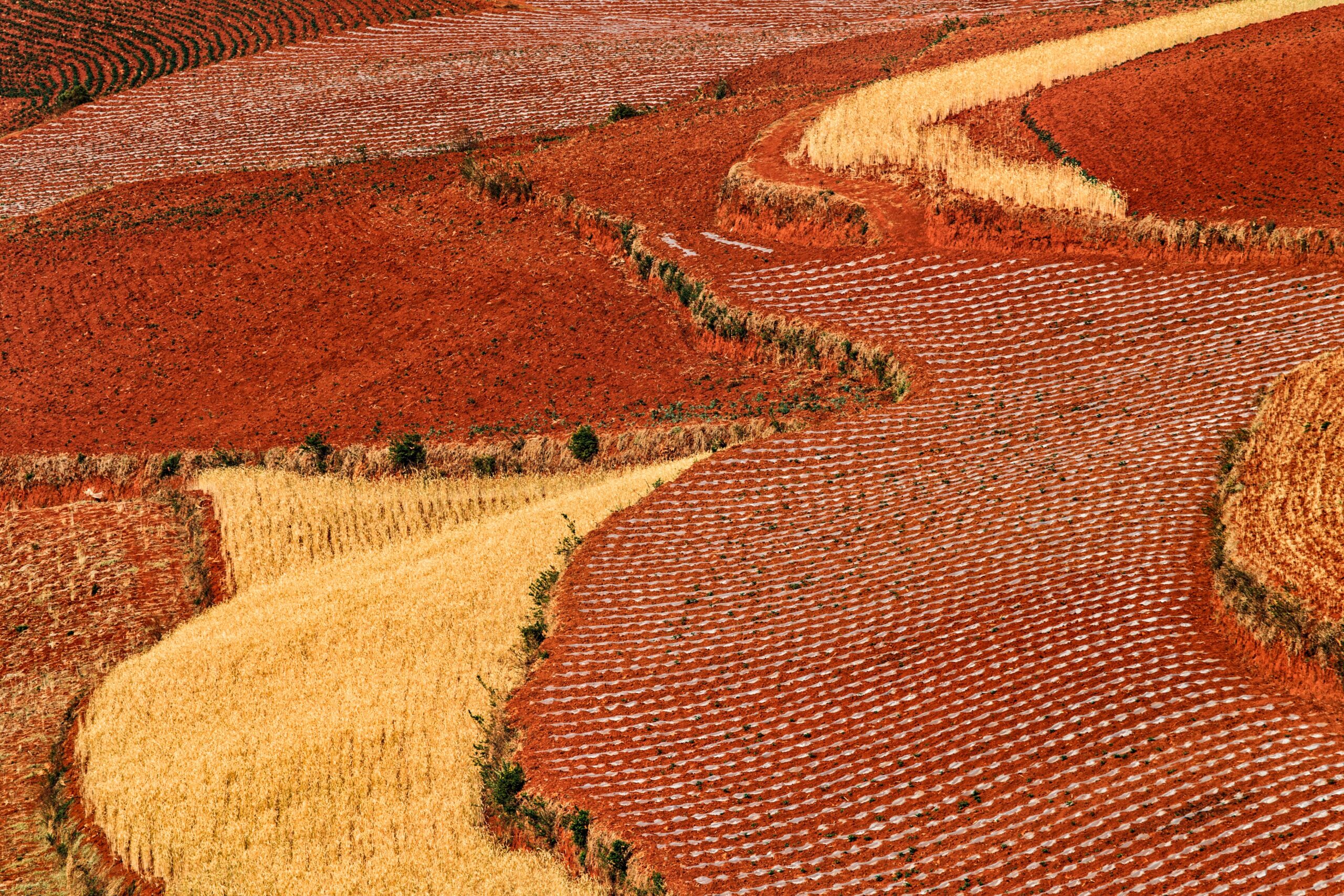 Aerial view of a pathway through a field of desiccated grass in a vibrant red hue
